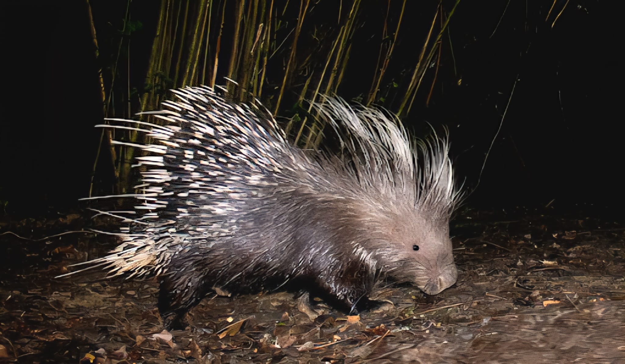 Porcupine