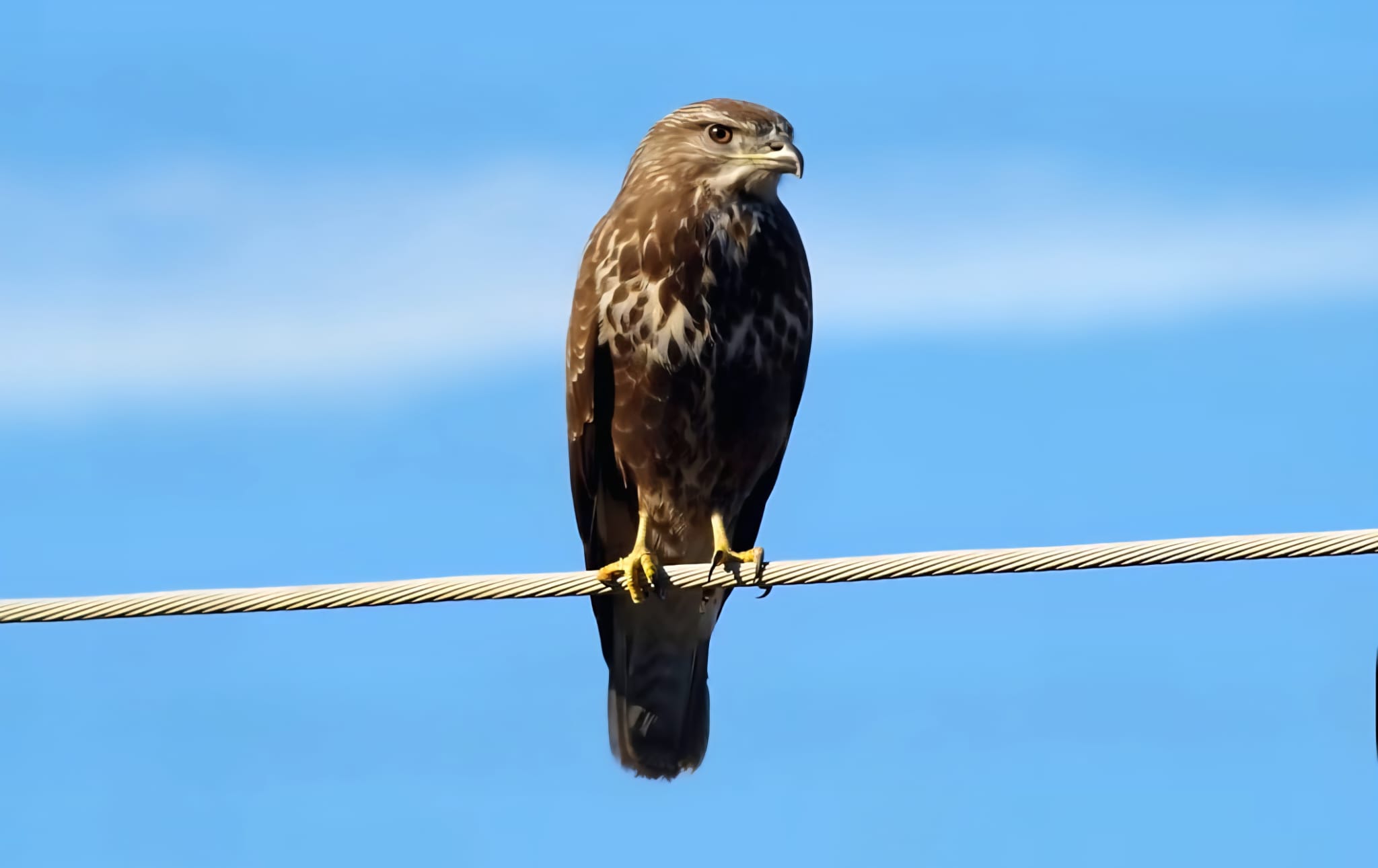 Bird of Prey