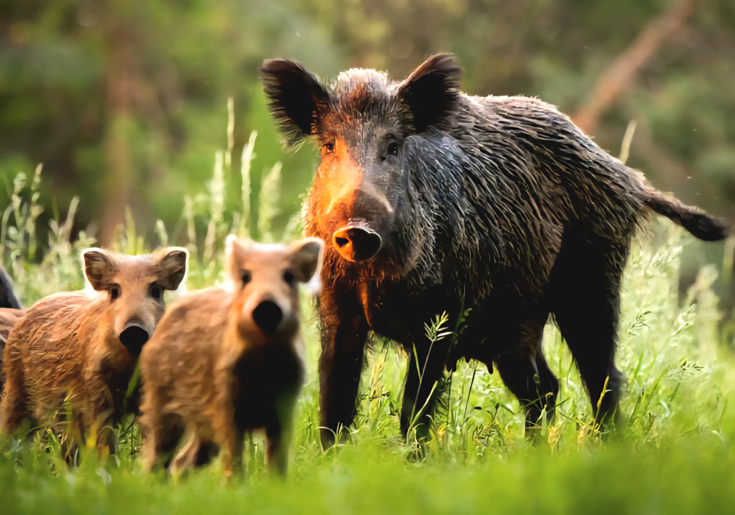 Wild Boar