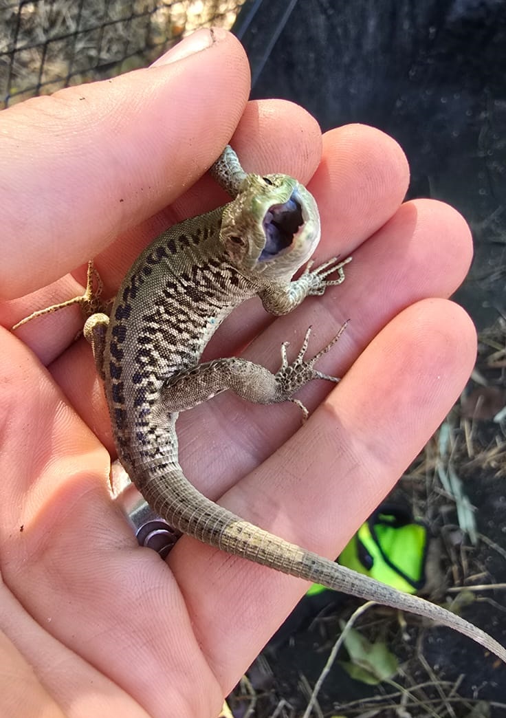 Lizard