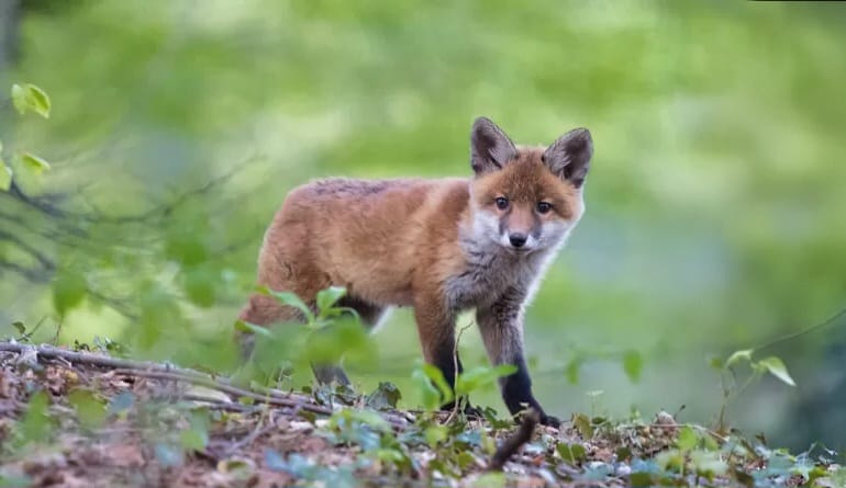 Fox