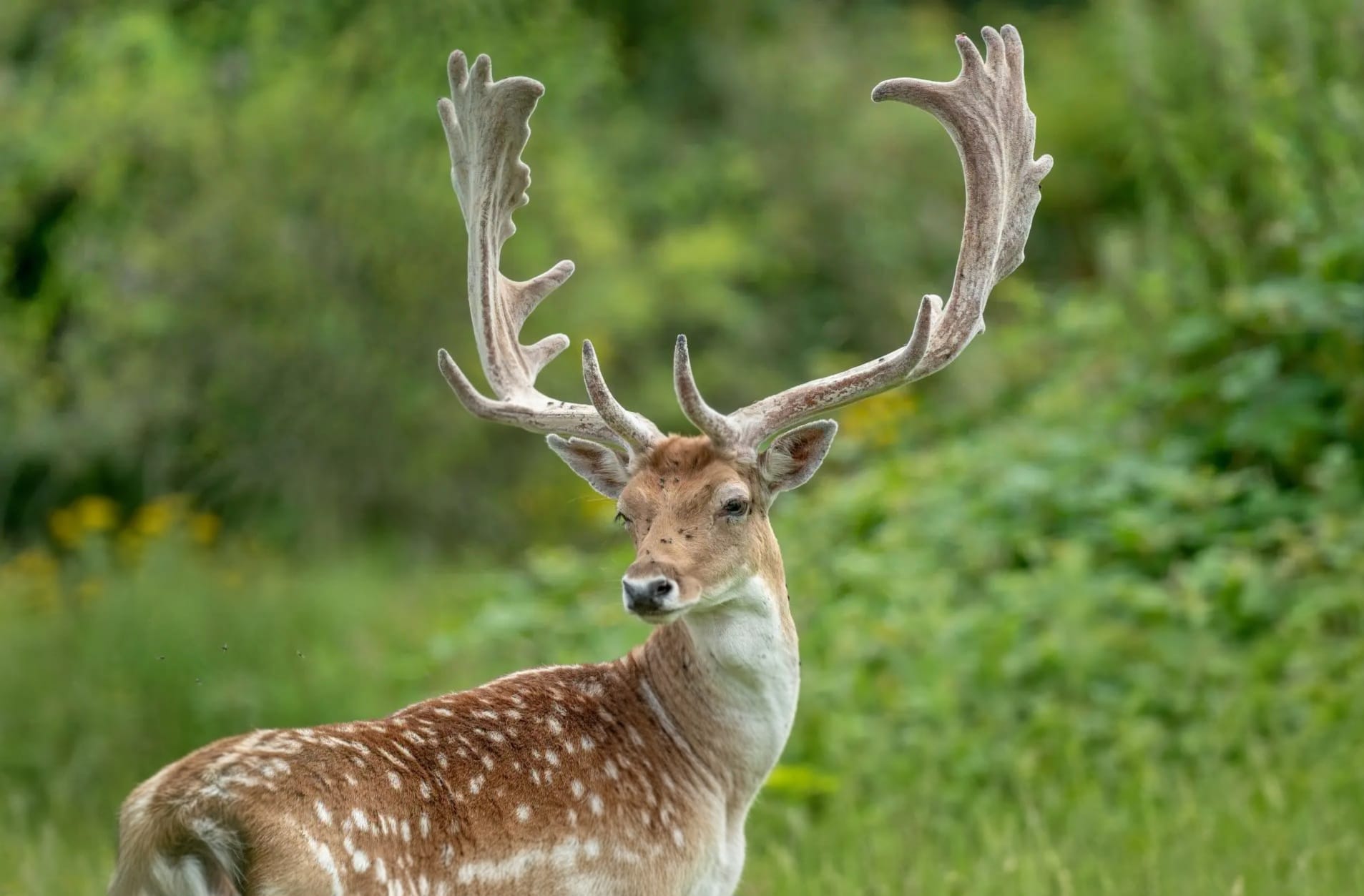 Deer