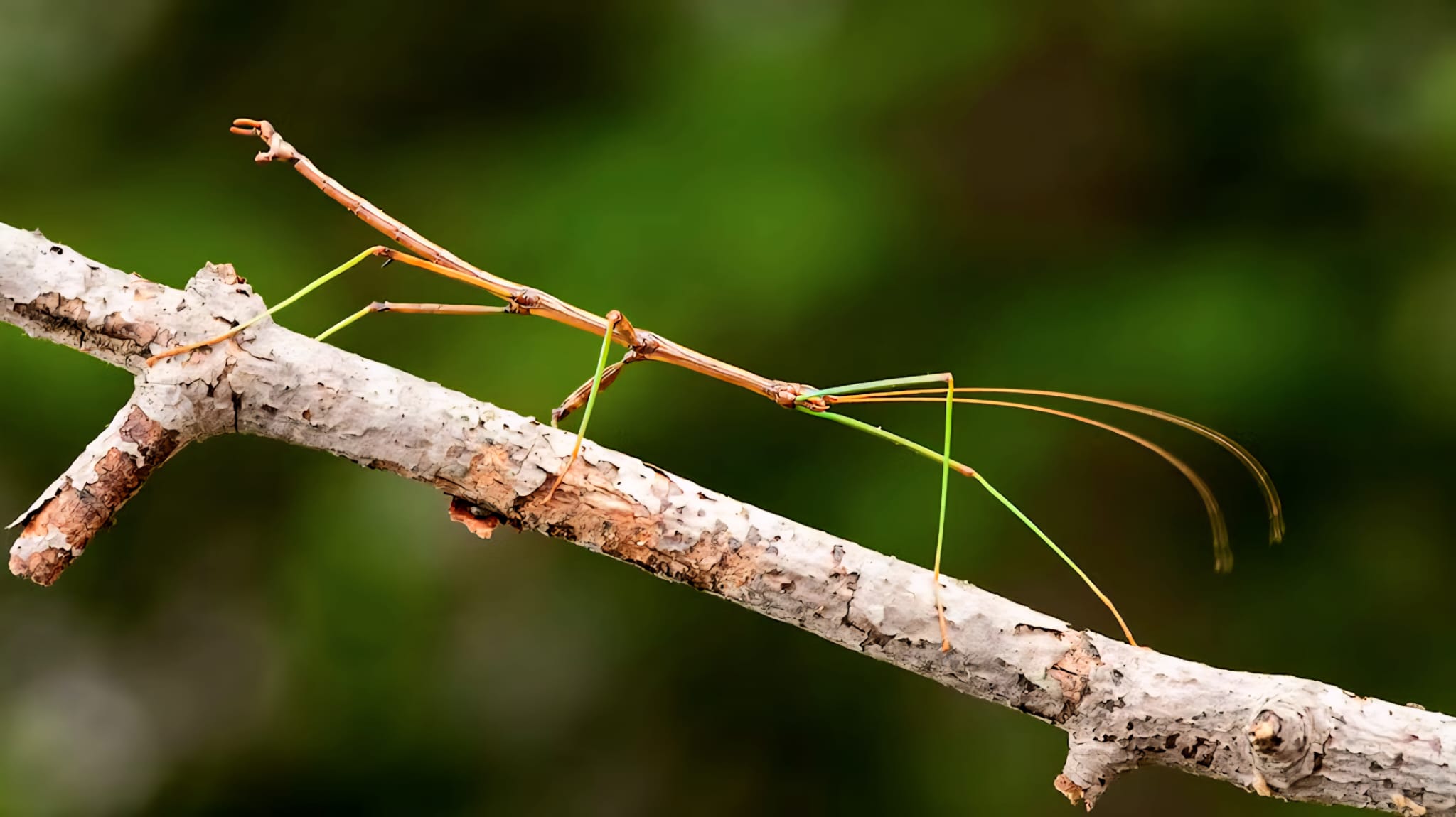 Insects