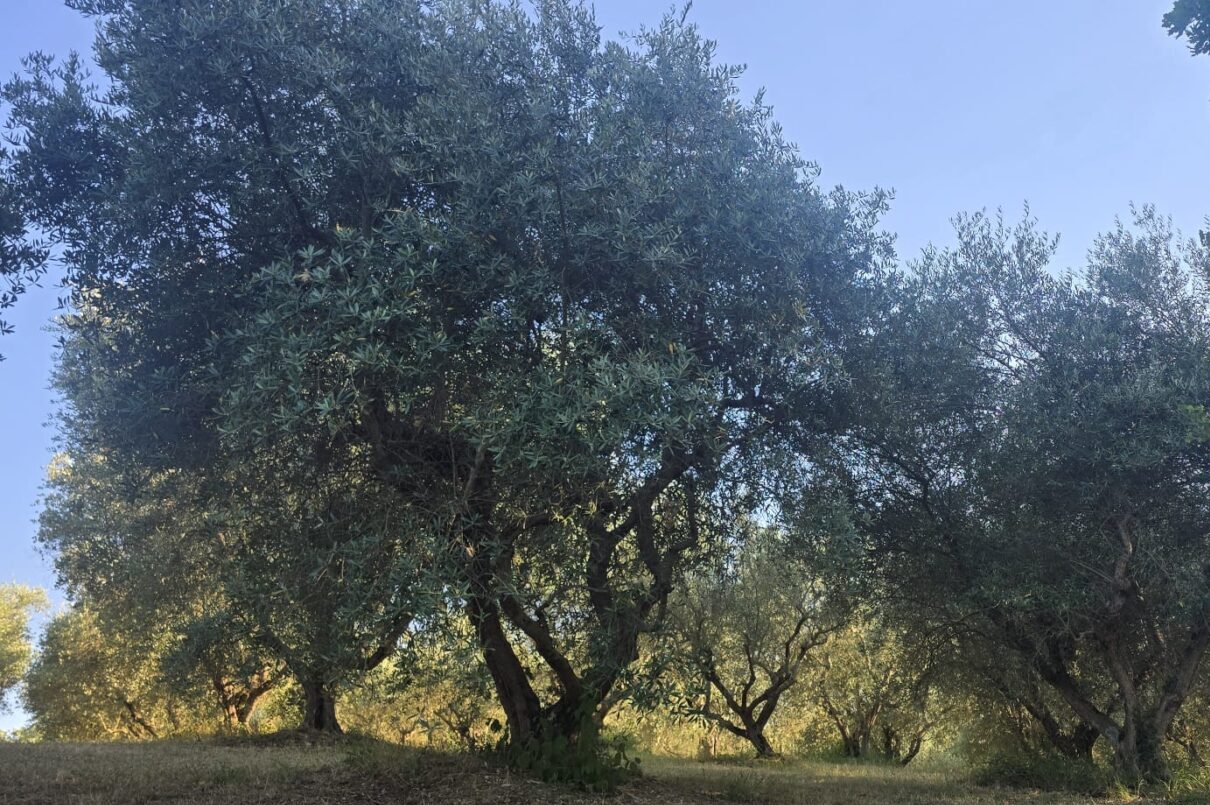 Olive grove and countryside at Bio@Us