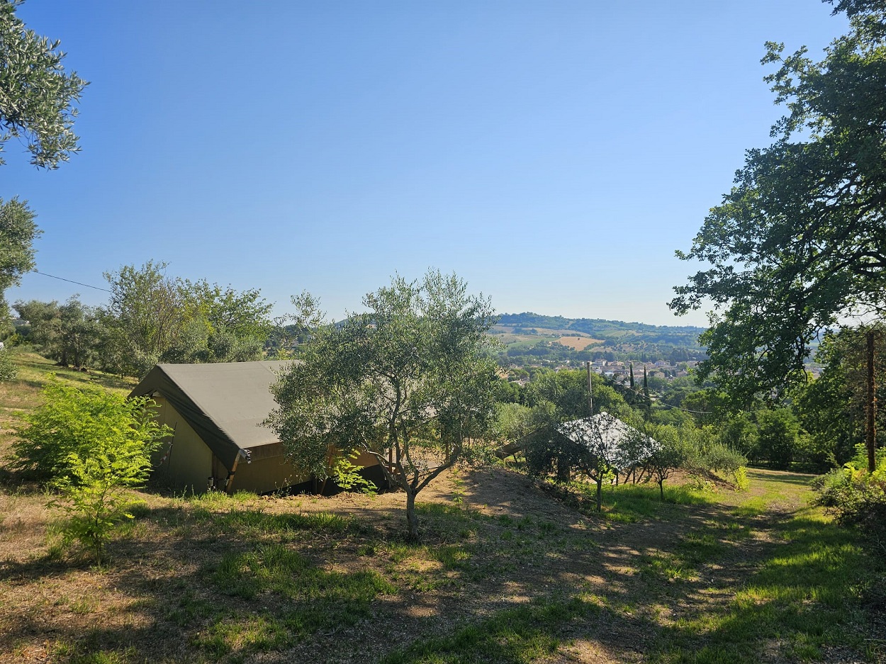 Safari tent among the olive trees at Bio@Us