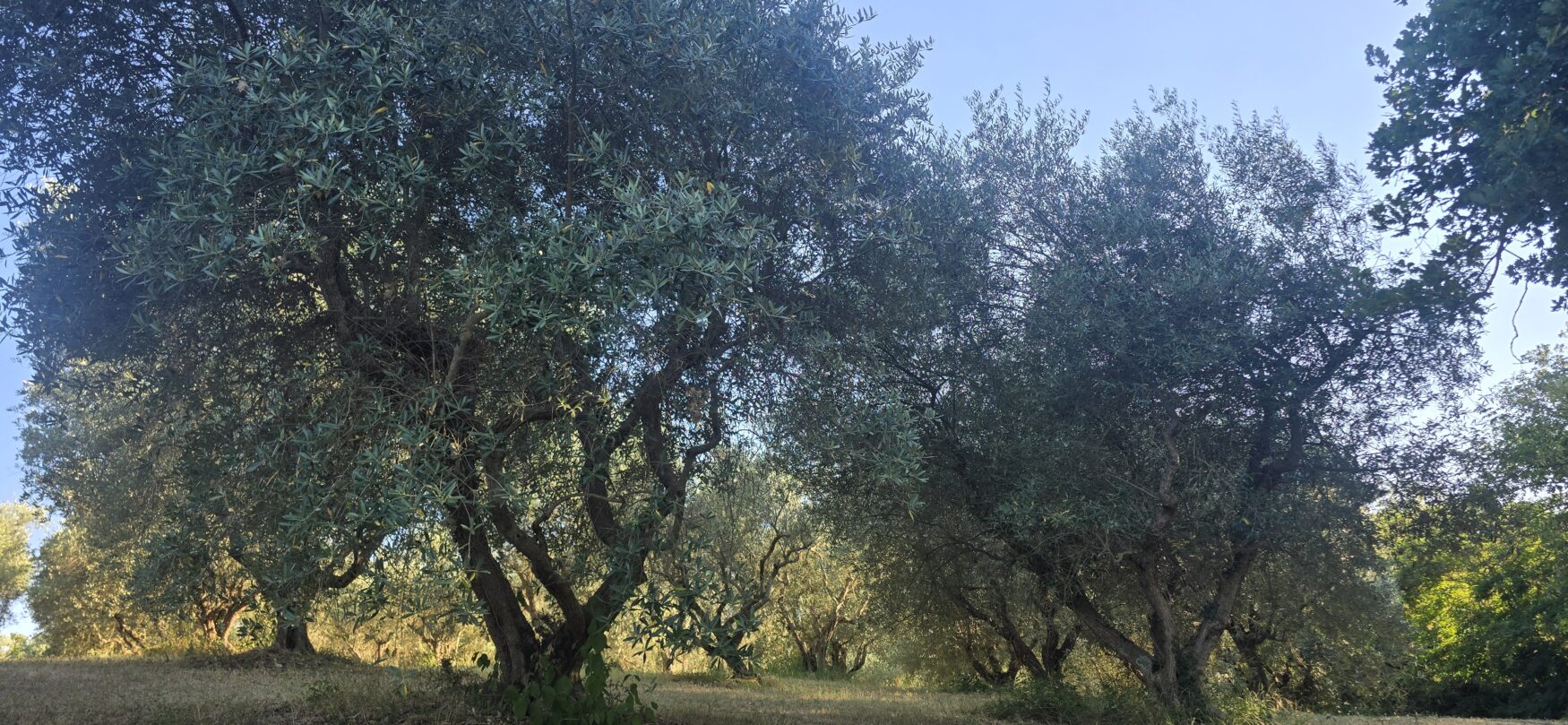 Piazzola per tenda tra gli ulivi di BIO@US