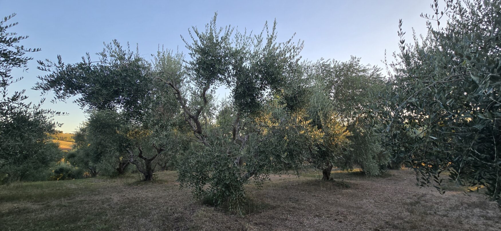 Tent camping area in the upper olive grove