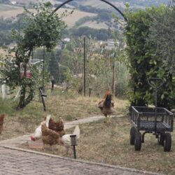 Bio@Us, animale della fattoria a Falerone, nelle Marche. Bio@Us, farm animal in Falerone, Marche.