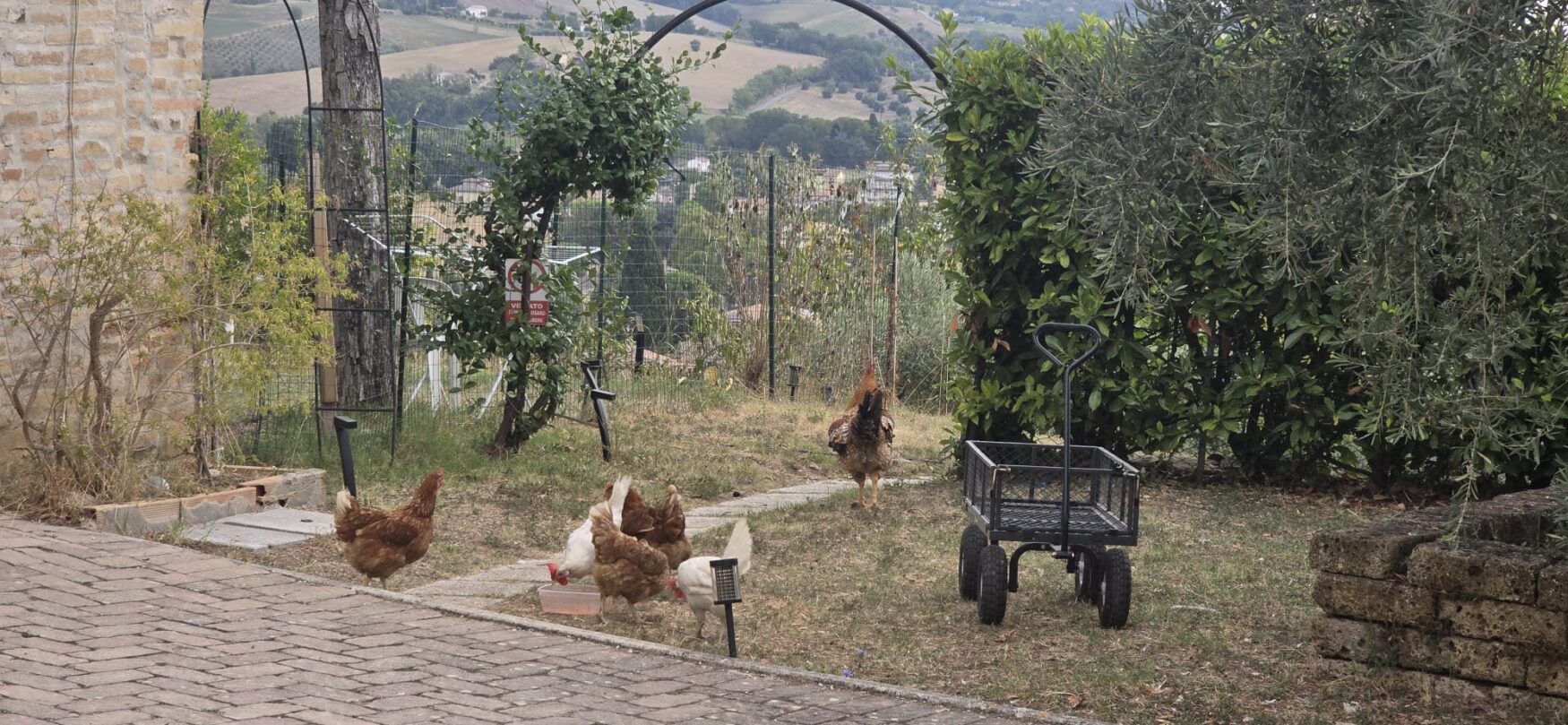 Free roaming chickens at Bio@Us farm in Falerone Le Marche Italy