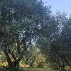 oliveto della proprietà, con attenzione al principio zero waste a Falerone, nelle Marche da Bio@Us. olive grove on the property, with a zero waste focus in Falerone, Marche at Bio@Us.