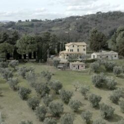 oliveto della proprietà, con attenzione al principio zero waste a Falerone, nelle Marche da Bio@Us. olive grove on the property, with a zero waste focus in Falerone, Marche at Bio@Us.